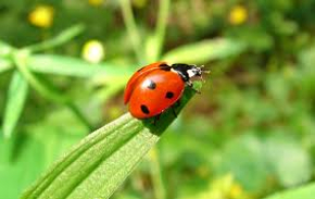 Découverte des insectes